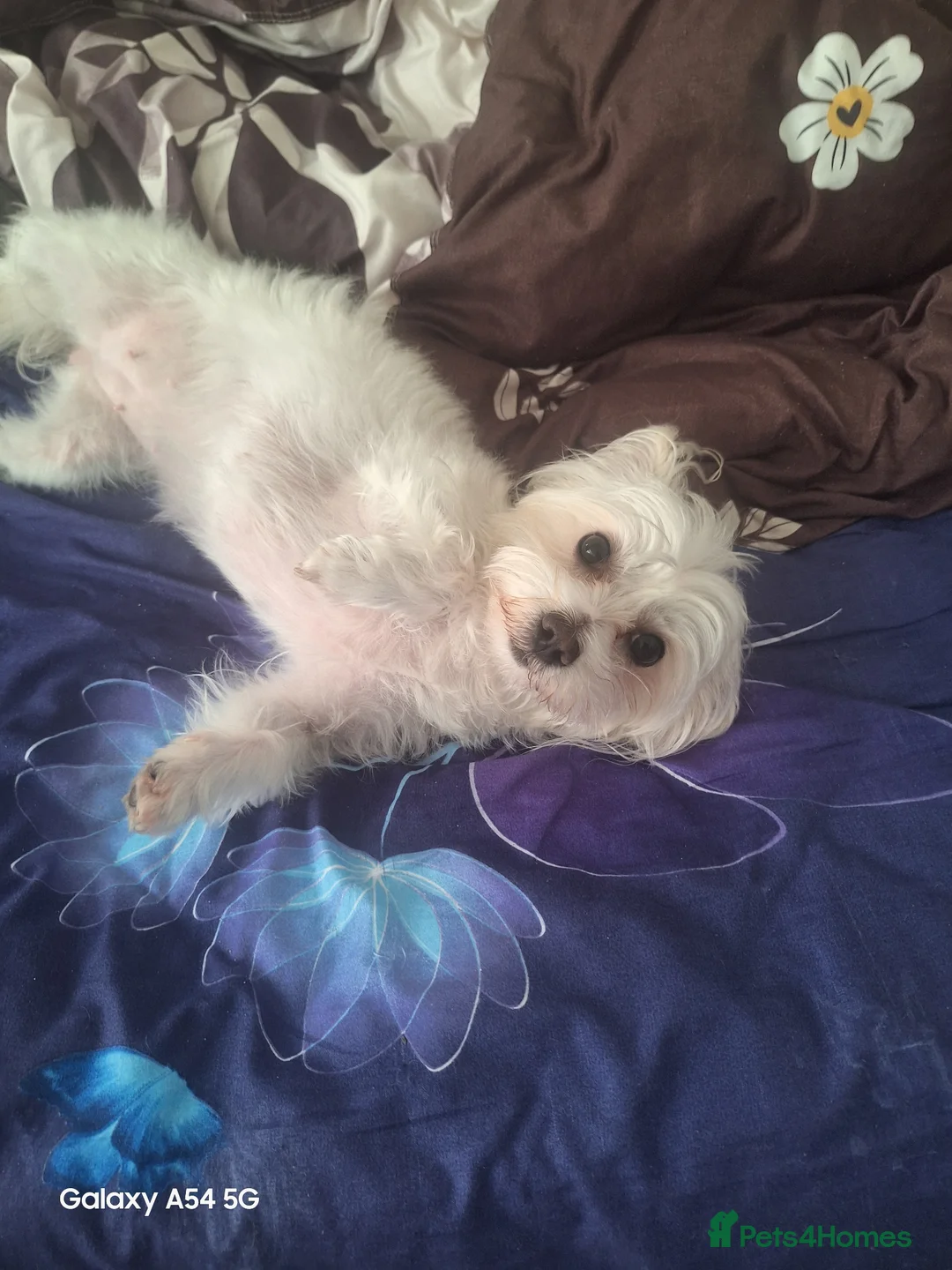 Maltipoo dogs for stud: First time stud for my baby  in Aberdeen - Advert 1