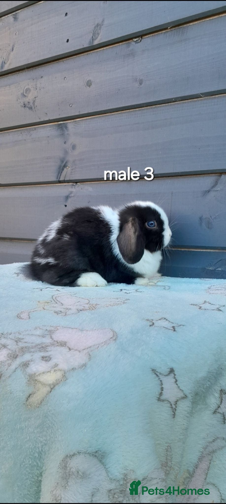 Mini Lop rabbits Stunning purebred mini lops  - Advert 1