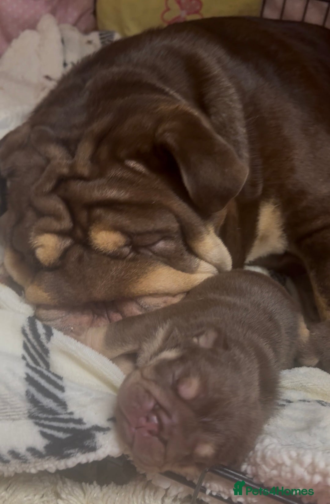 English Bulldog dogs for sale: *Stunning* KC English bulldog puppies ready soon!! - Advert 15