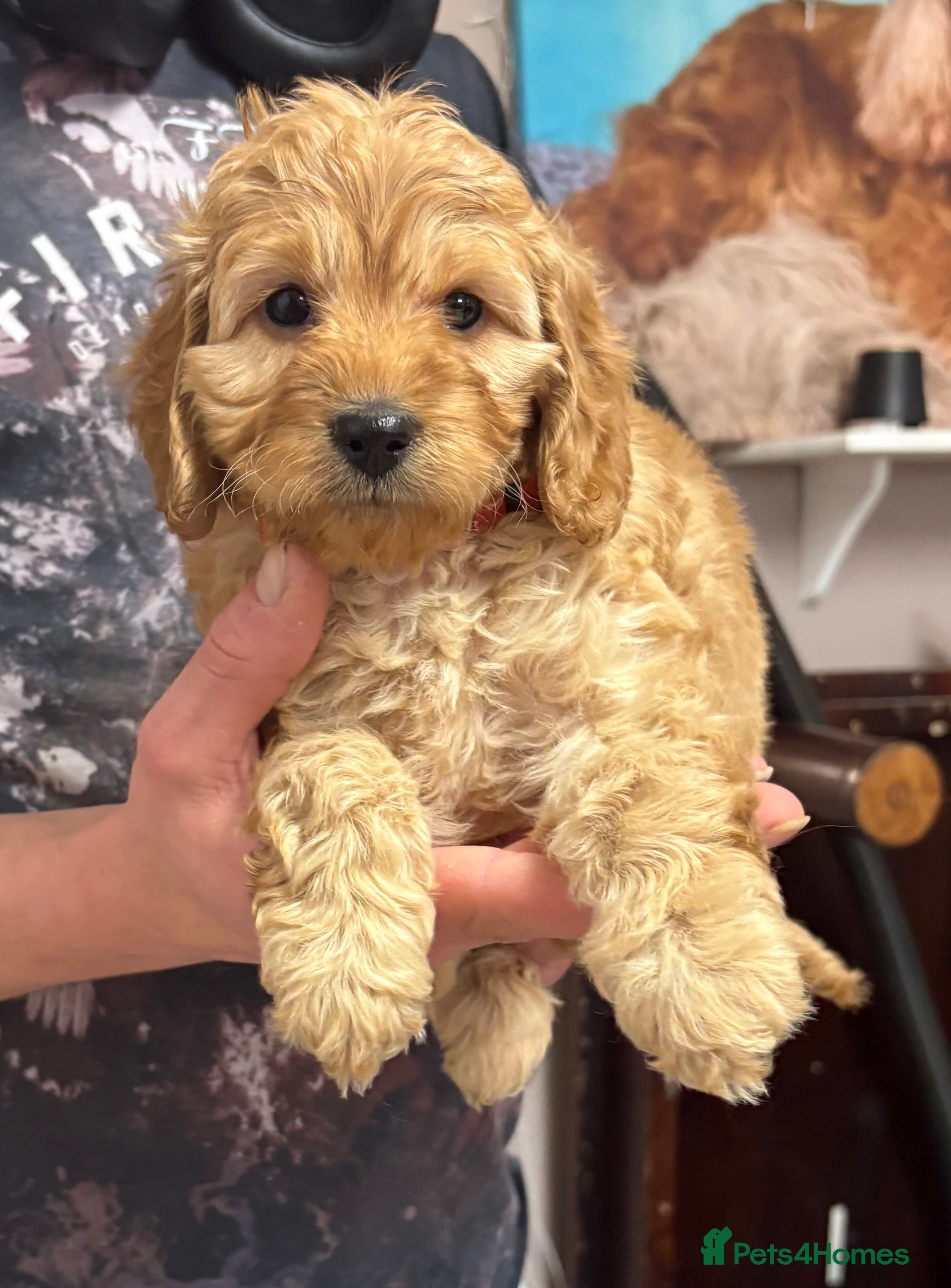 Cockapoo dogs Outstanding Miniature F1B Cockapoo Male Puppies - Advert 1