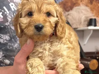 Cockapoo dogs Outstanding Miniature F1B Cockapoo Male Puppies - Advert 1