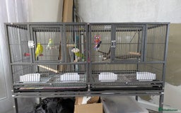 Budgerigars birds for sale: 3 x Budgies & Cage - Image 3