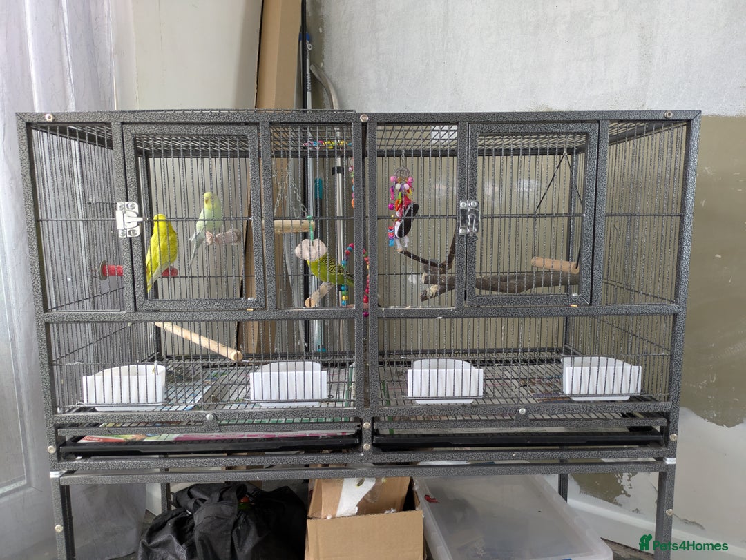 Budgerigars birds for sale: 3 x Budgies & Cage - Image 3
