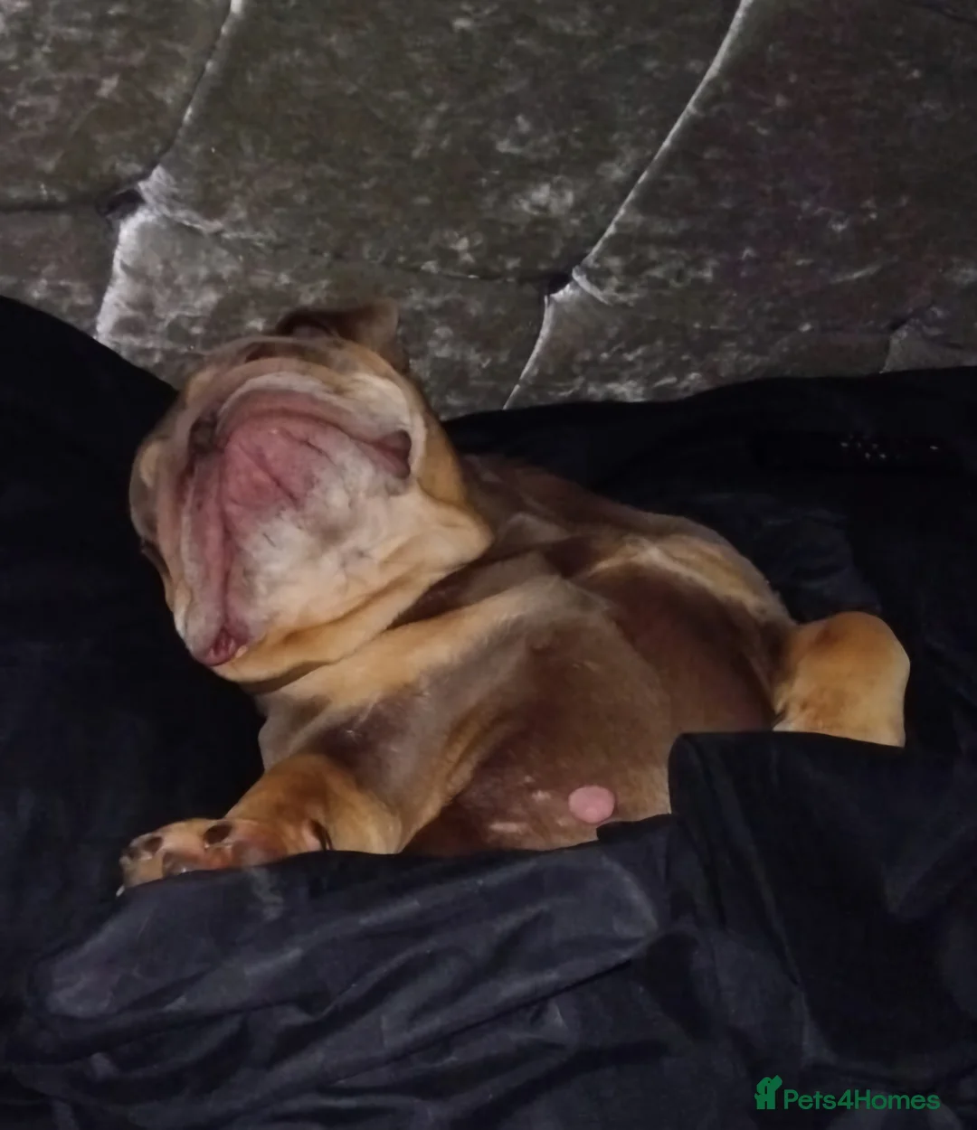 English Bulldog dogs for sale: Bulldog puppies  - Advert 7