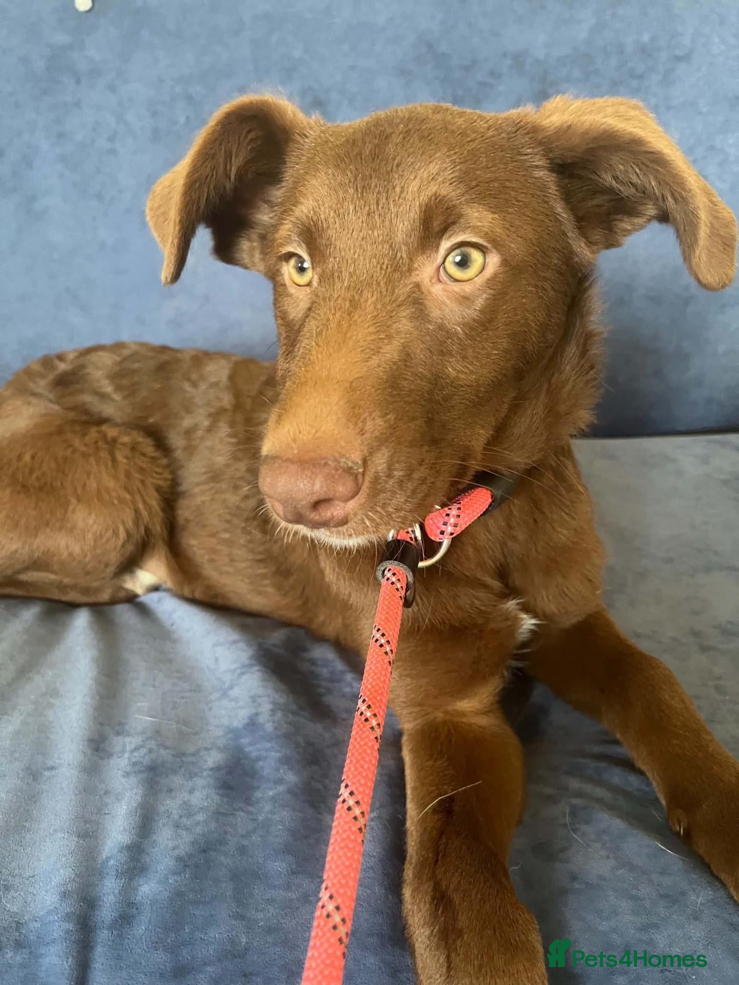 Mixed Breed dogs for adoption: Cinnamon ❤️  - Advert 1