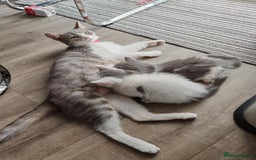 Mixed Breed cats for sale: 2 lovely brothers - Image 2