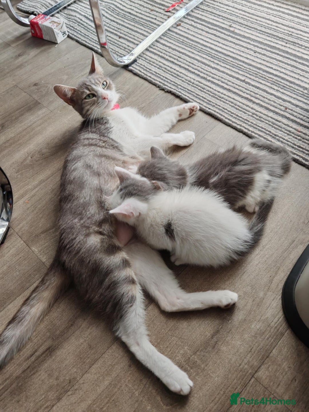 Mixed Breed cats for sale: 2 lovely brothers - Image 2