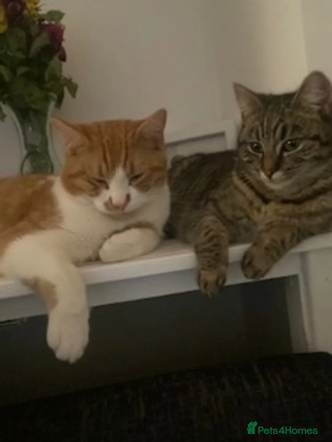 Mixed Breed cats for sale: 2 bonded cats looking for forever home - Advert 3