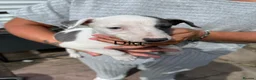 Whippet dogs for sale: Whippet Puppies  in Burntwood - Advert 6