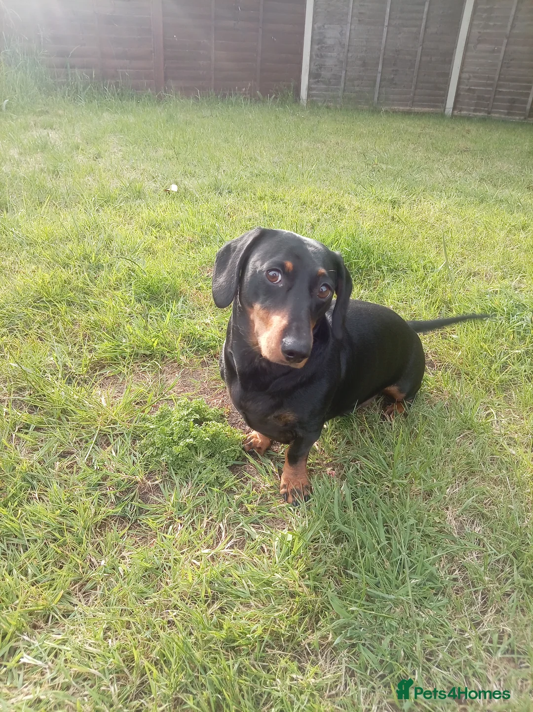 Miniature Dachshund dogs for sale: Say hello to our Winston  in Thetford - Advert 2