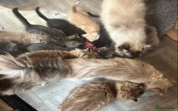 Ragdoll cats for sale: Ragdoll cross silver tabby kitten - Image 6