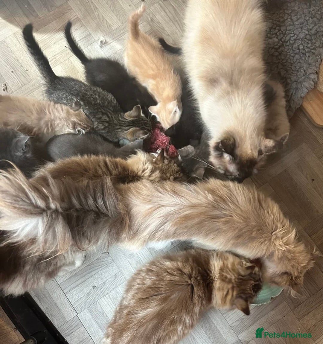 Ragdoll cats for sale: Ragdoll cross silver tabby kitten - Image 6