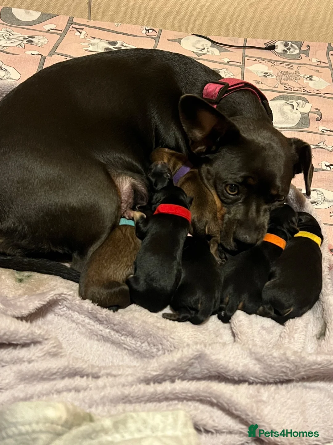 Mixed Breed dogs for sale: 8 Beautiful Mixed-Breed Puppies in Milton Keynes - Advert 1
