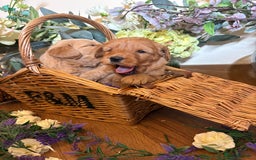 Mini Goldendoodle dogs for sale: Health tested Minature dark red/golden doodles  - Image 19
