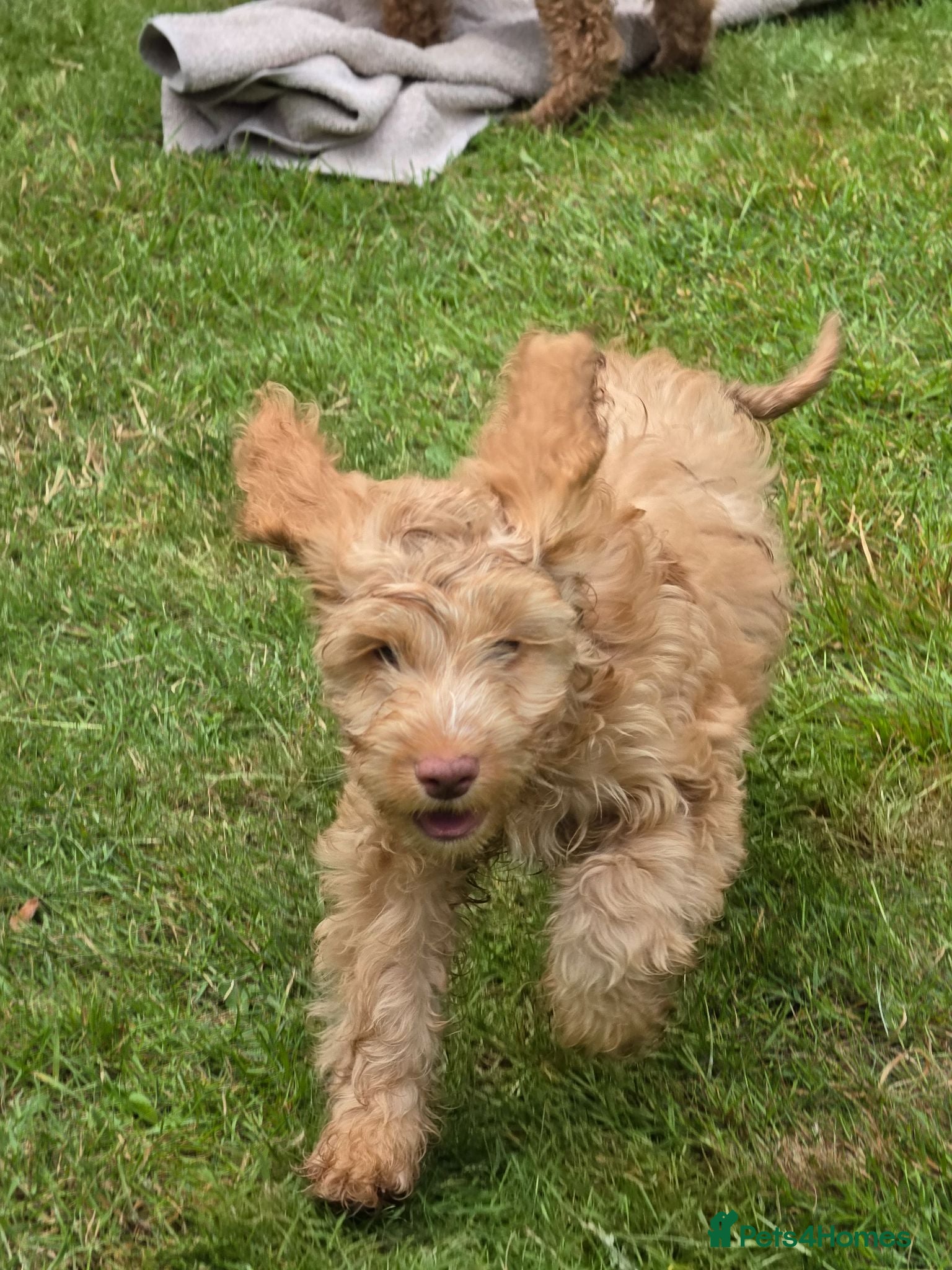 Cockapoo dogs COCKAPOO PUPPIES WITH 1ST & 2ND VACS! - Advert 2