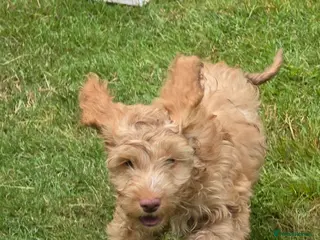 Cockapoo dogs COCKAPOO PUPPIES WITH 1ST & 2ND VACS! - Advert 2