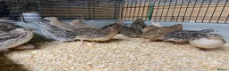 Quail poultry for sale: Celadon Quail hatching eggs x12 - Advert 4