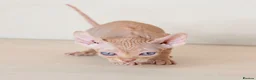 Sphynx cats for sale: Rare tabby champion Sphynx kittens  - Advert 13