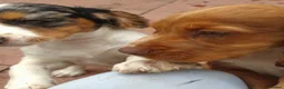 Cocker Spaniel dogs for sale: KC cockerpups. BEAUTIFUL PUPS. FULLY INOC - Advert 17