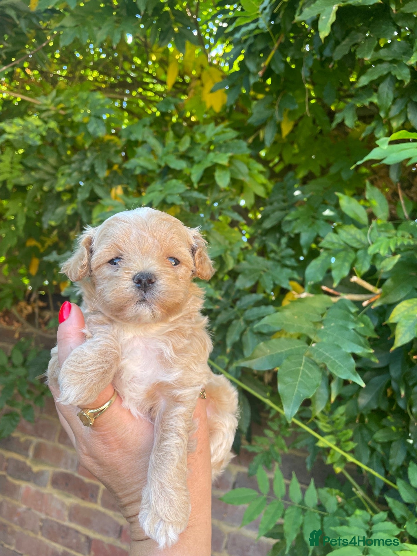 Maltipoo dogs Beautiful Tiny Maltipoo Puppies  - Advert 14