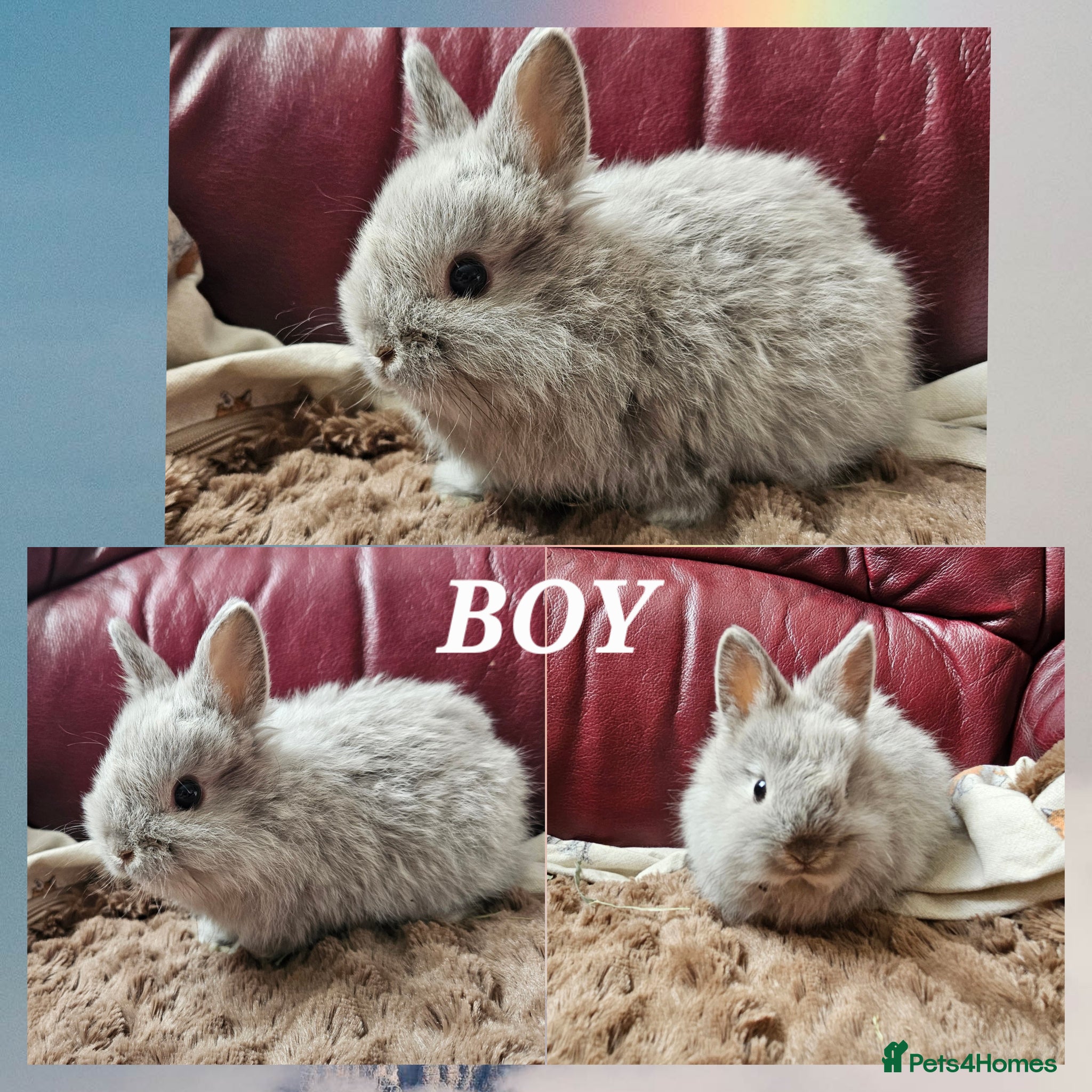 Netherland Dwarf rabbits  6 week old Netherland Dwarf  - Advert 4