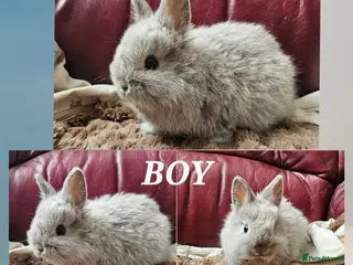 Netherland Dwarf rabbits 6 week old Netherland Dwarf - Advert 4
