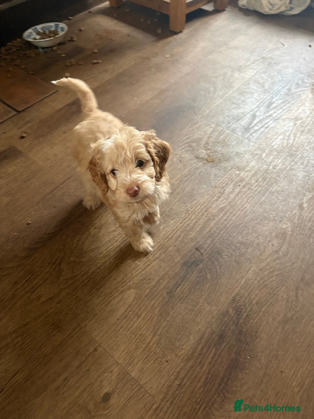 Cockapoo dogs for sale: F1 Unique Cockapoo Puppies  - Advert 6