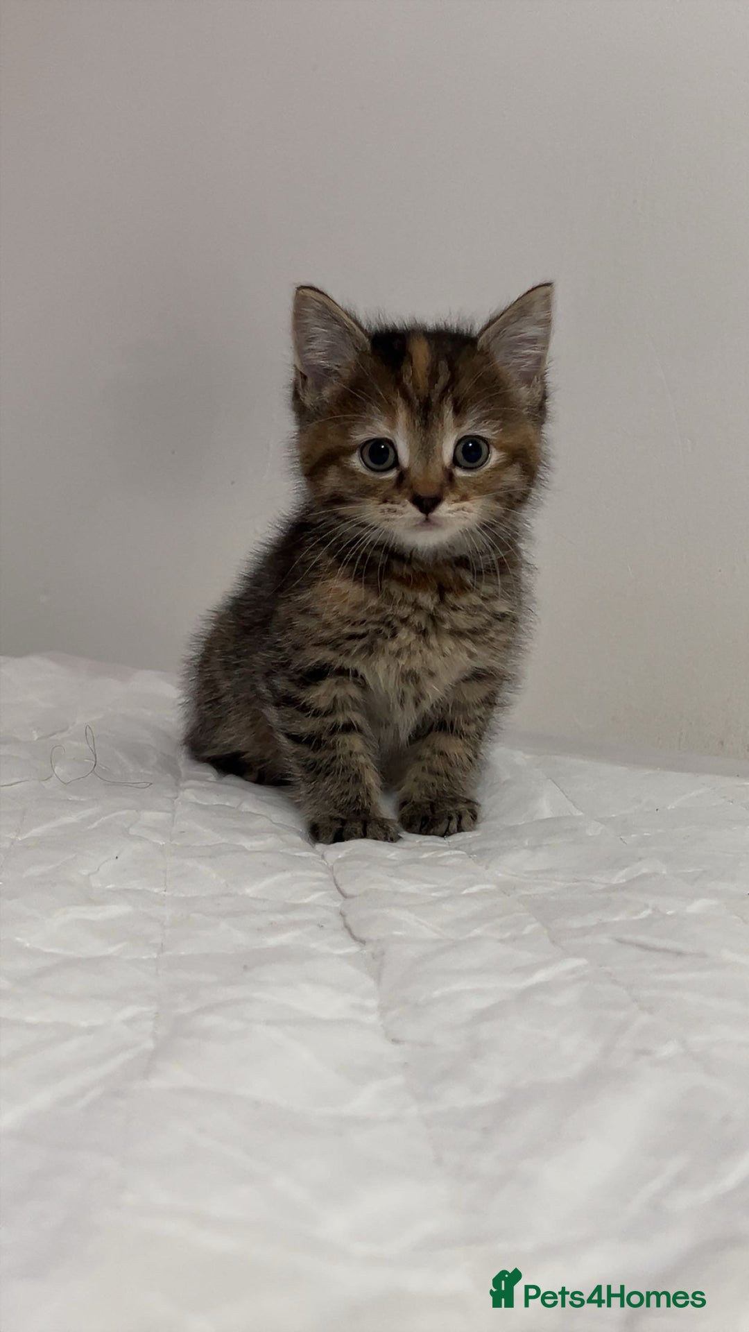 American Shorthair cats for sale: Tabby kittens Ready to go - Advert 6