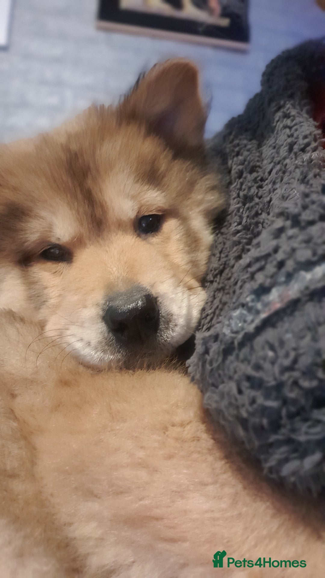 Mixed Breed dogs for sale: Chowsky puppies ready to go chow x siberian husky - Advert 33