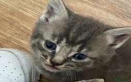 British Longhair cats for sale: 8 fluffy kittens  - Image 11