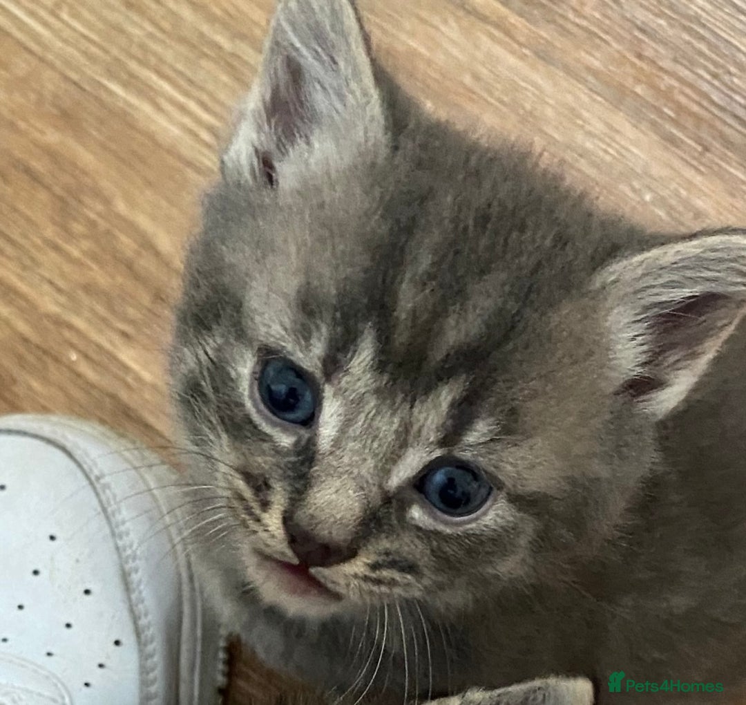 British Longhair cats for sale: 8 fluffy kittens  - Image 11