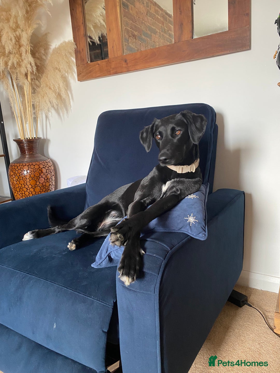 Mixed Breed dogs for sale: Bella - Image 5