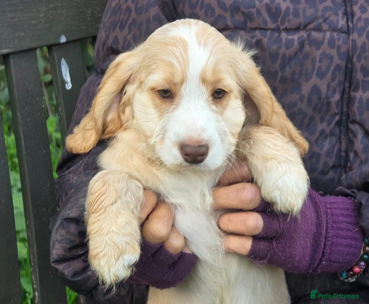 Cockapoo dogs Quality Cockapoo Puppies Homebred Domestic Licence - Advert 1