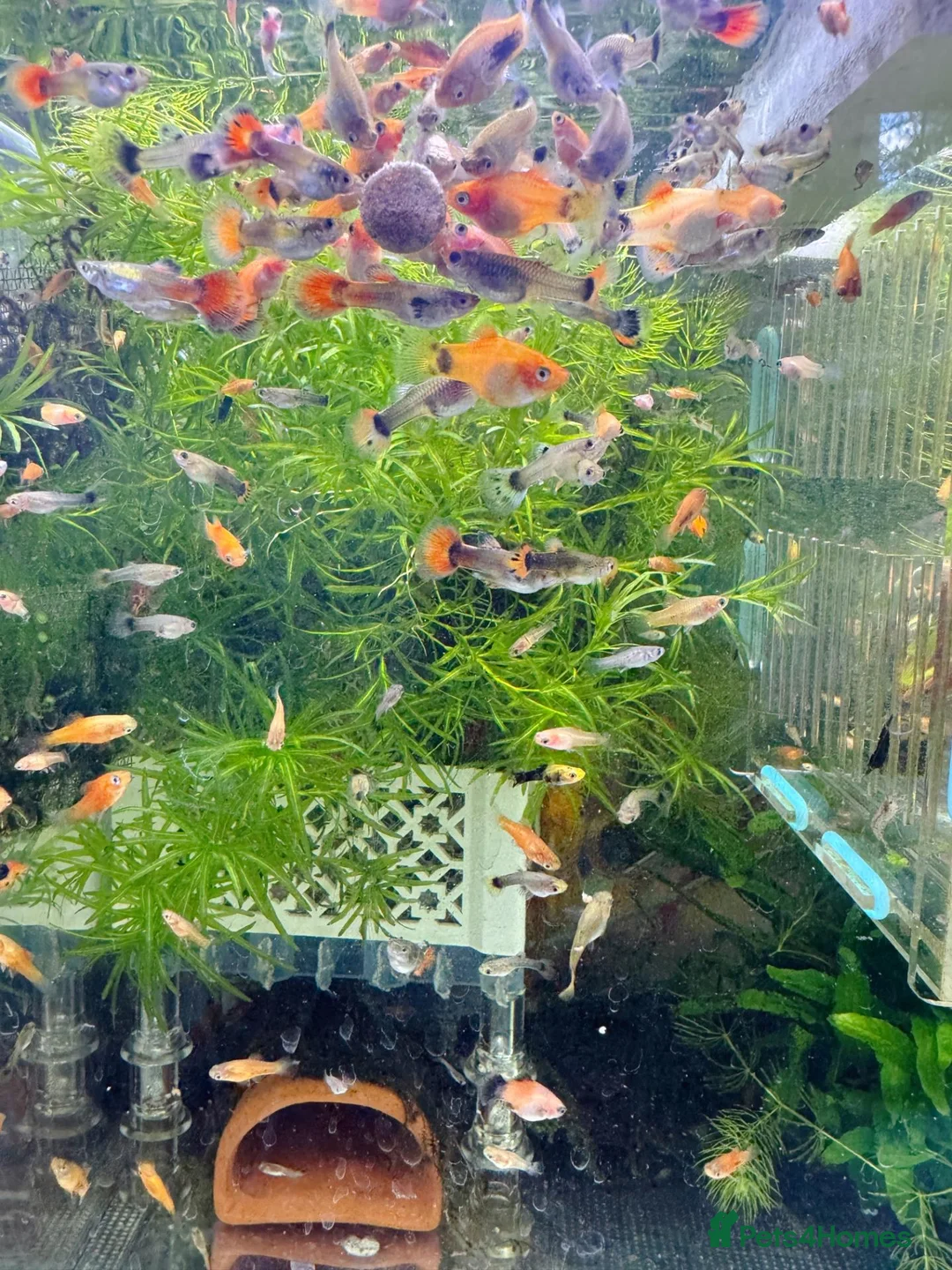Platies fish for sale: small Platy, Guppy,shrimps &Bristlenose Pleco  - Advert 2