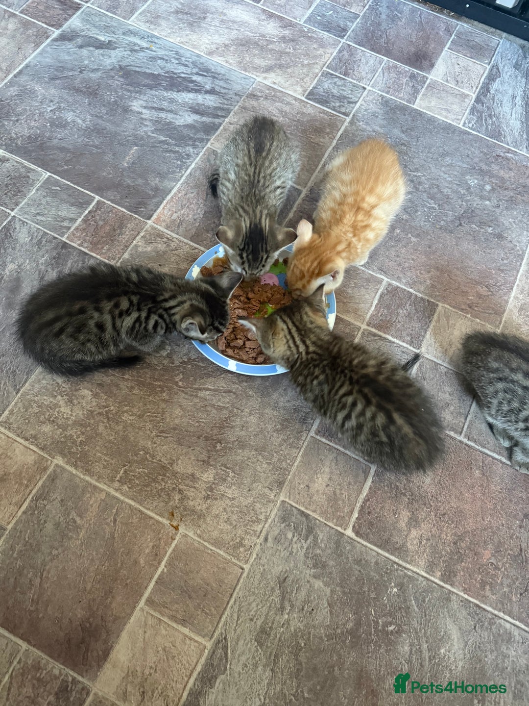 British Shorthair cats for sale: 1 ginger boy and 3 tabby girls - Image 2