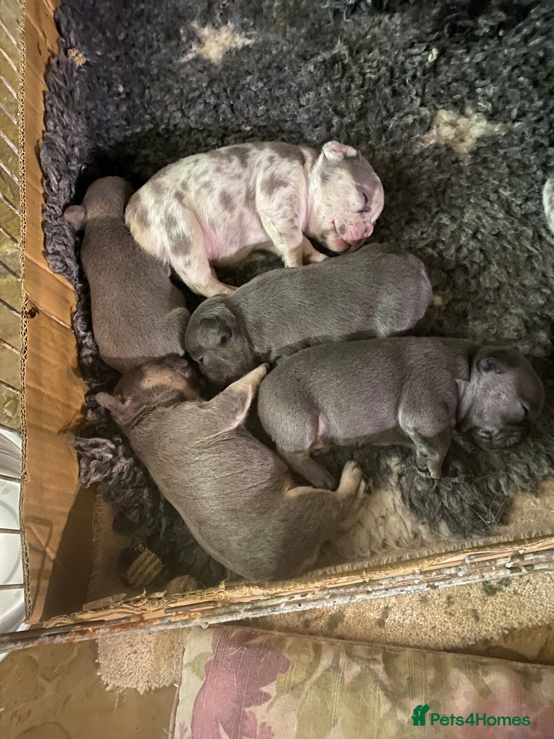 French Bulldog dogs for sale: Stunning healthy French bull dog puppies  - Image 25