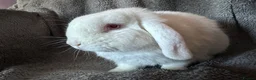 Mini Lop rabbits for sale: Floppy - mini lop  - Advert 4