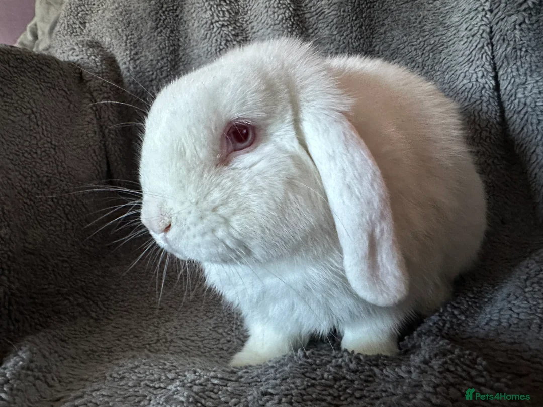 Mini Lop rabbits for sale: Floppy - mini lop  - Advert 4