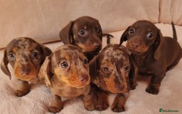 Miniature Dachshund dogs for sale: Miniature dachshund  - Image 1