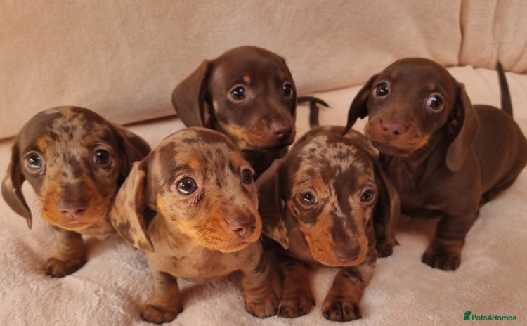 Miniature Dachshund dogs - Advert 10