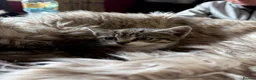 Mixed Breed cats for sale: Beautiful tabby and ghost tabby kittens  - Advert 12