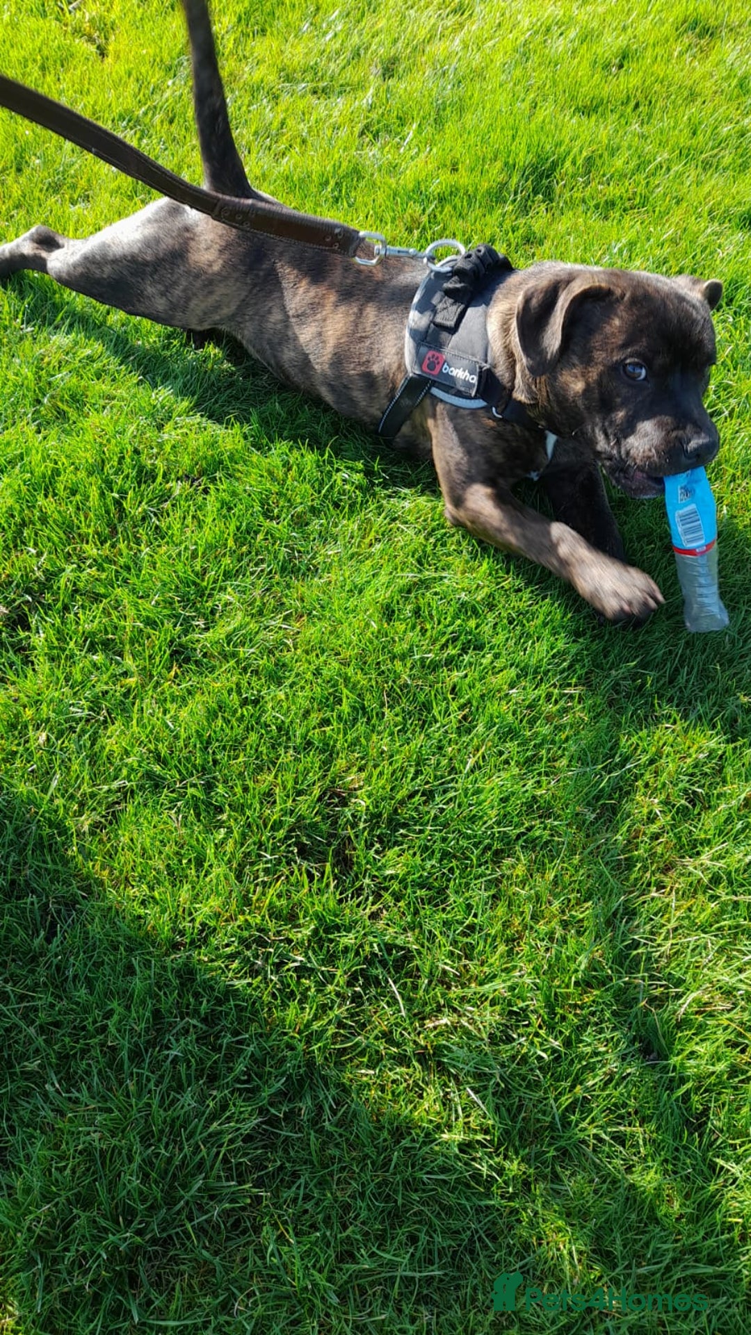 Staffordshire Bull Terrier dogs for sale: Kc staff puppie - Advert 3