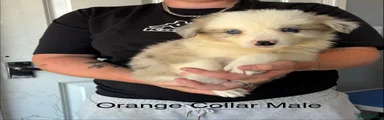 Orange Collar Male