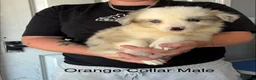 Border Collie dogs for sale: Outstanding Litter Of 12 Border Collie Puppies 🐶 - Advert 13