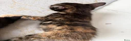 Mixed Breed cats for sale: Two Gorgeous Tortoiseshell girl kittens - Advert 3