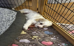 Mixed Breed dogs for sale: Tiboodle Puppies – Toy Poodle x Tibetan Terrier - Advert 21