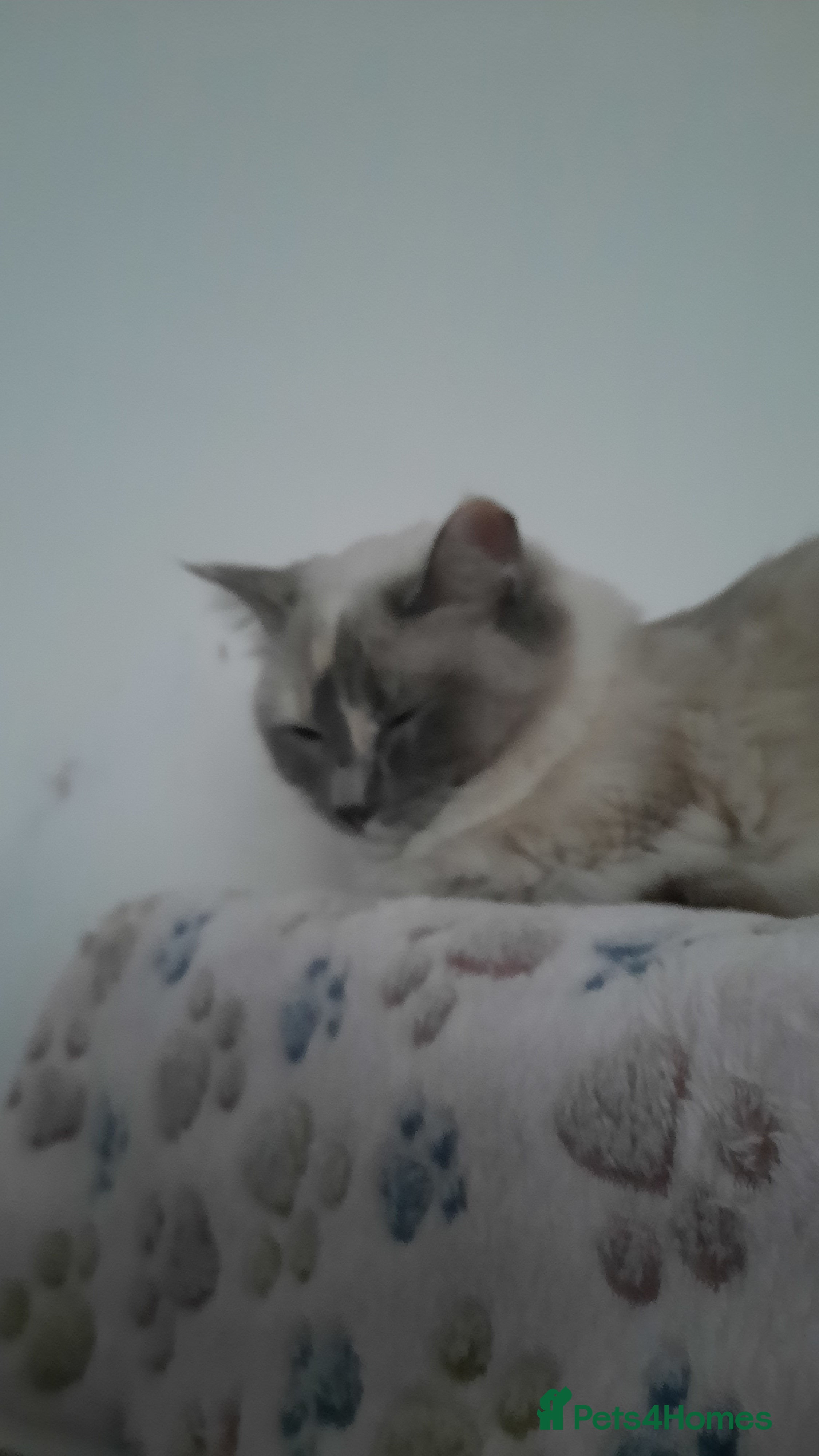 Ragdoll cats Ragdolll - Advert 1