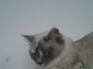 Ragdoll cats Ragdolll - Advert 1