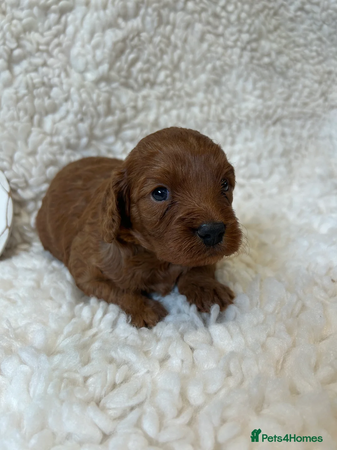 Cavalier King Charles Spaniel dogs for stud: 🌹KC REGISTERED HEALTH TESTED RUBY CKC FOR STUD in Sheerness - Advert 5