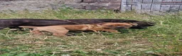 Staffordshire Bull Terrier dogs for sale: STUNNING RED MALE KC STAFFORDSHIRE BULL TERRIER  - Advert 3